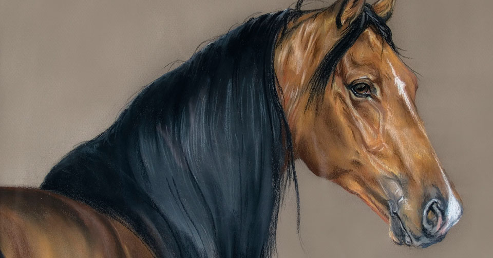 animals, landscapes and portraits