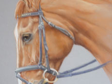 Horses and Large Animals